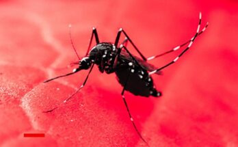 Aumentan los casos de Chikunguña y Dengue en Cuba