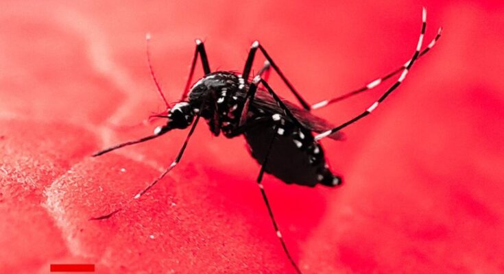 Aumentan los casos de Chikunguña y Dengue en Cuba